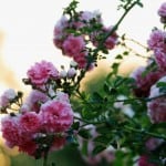 roses-pink-bush-image