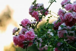 roses-pink-bush-image