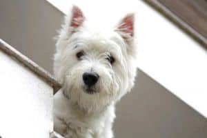 peer-around-corner-westie-image