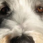 dog-eyes-up-close-brown-image