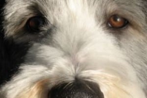 dog-eyes-up-close-brown-image