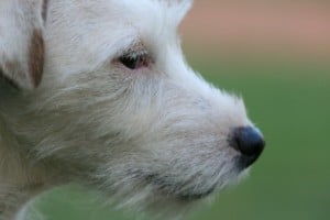 sweet-white-jack-dog-image