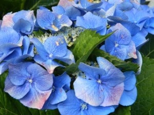 blue-hydrangea-up-close-image