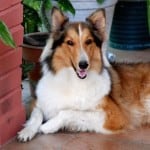 collie-dog-happy-resting-image