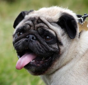 tongue-lolling-pug-image