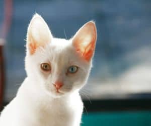white-cat-blue-green-background-image