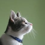 cat-gray-and-white-blue-collar-image