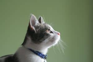 cat-gray-and-white-blue-collar-image