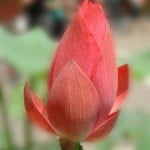 red-lotus-image