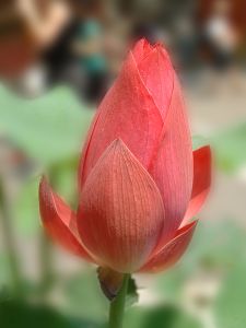 red-lotus-image