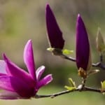 purple-magnolia-image