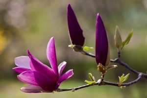 purple-magnolia-image