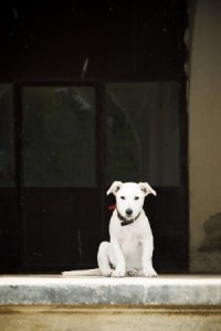 dog-in-doorway-image