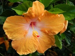 orange-hibiscus-image
