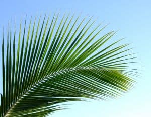 palm-leaf-image