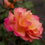pink-peach-yellow-rose-image