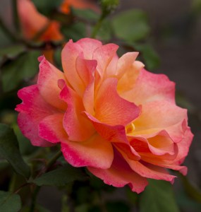 pink-peach-yellow-rose-image