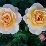 pale-roses-image
