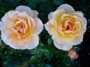 pale-roses-image