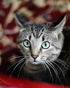 bright-eye-cat-image