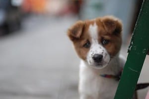 freckles-dog-brown-white-red-collar-image