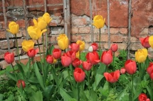 tulips-brick-wall-image