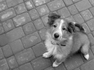 black-white-sheltie-looking-at-camera-image