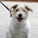 happy-smiling-white-brown-dog-leash-image