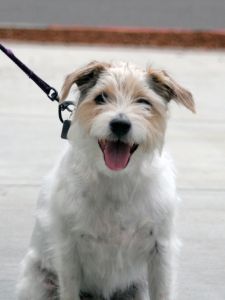 happy-smiling-white-brown-dog-leash-image