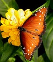 orange-butterfly-yellow-flower-image