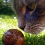 cat-sniffing-snail-shell-image