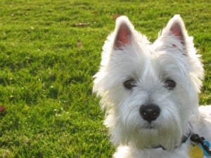 white-dog-pink-ears-grass-image