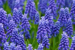 blue-hyacinth-rows-image