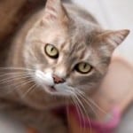 pink-background-cat-image