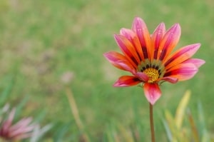 orange-pink-flower-corner-image