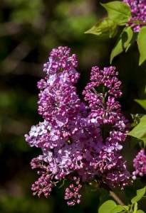 vivid-purple-lilacs-image