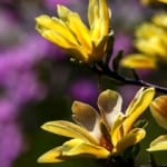 yellow-magnolia-purple-background-image