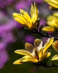 yellow-magnolia-purple-background-image