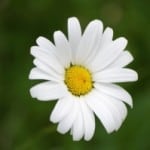 lovely-simple-daisy-image