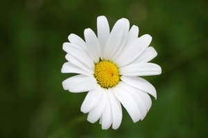 lovely-simple-daisy-image