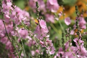 field-of-pink-image