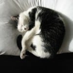 curled-up-cat-image