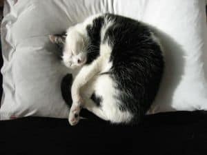 curled-up-black-white-cat-image