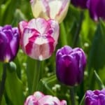 pink-purple-white-stripe-tulips-image