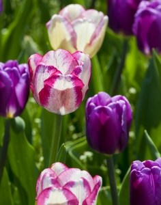 pink-purple-white-stripe-tulips-image