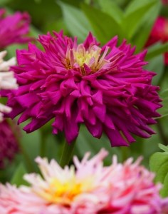 hot-pink-light-pink-zinnias-image