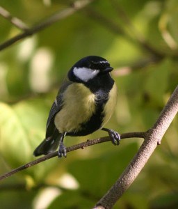 yellow-black-chickadee-bird-on-limb-image