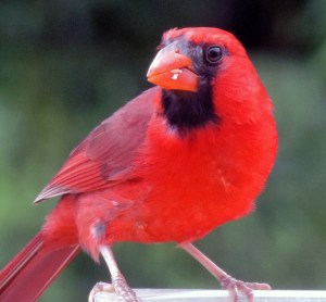 bright-red-cardinal-up-close-image