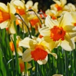 daffodils-sun-image