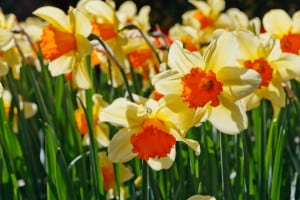 daffodils-sun-image